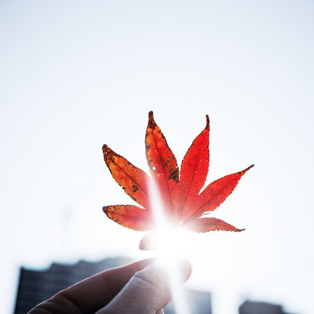 Sunlight shining through red maple leaf in hand on blurredの写真素材