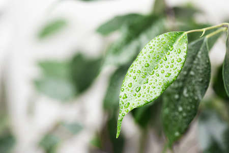 Green leaves close-up with water drops from watering. Freshness and purity concept. Macro photographyの写真素材