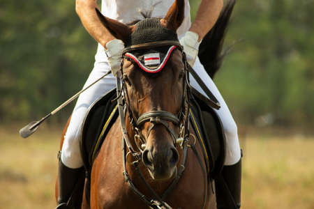 Close-up of the head of a thoroughbred stallion. Rider in uniform, horse equipped for racing.の写真素材