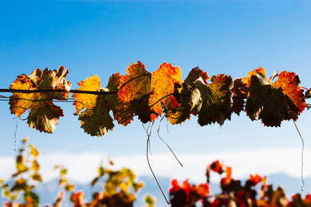 A close-up of brightly colored grape leaves against a defocused background. Orange red vine foliage on blue sky on a sunny dayの写真素材