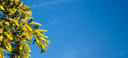 Blooming mimosa tree with bright yellow branches against the blue sky. Female spring holiday gift symbolの写真素材