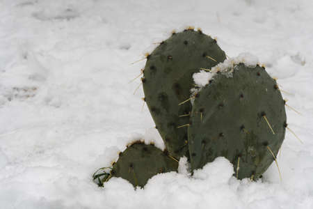 Subtropical plant prickly pear cactus in natural habitat. Natural cataclysm snowfall in the desert.の写真素材