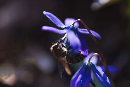 A bee collects nectar from a bright blue primrose. The insect's legs are covered with pollen. Close-up of a flower on a blurred background.の写真素材