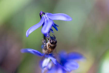 A bee collects nectar from a bright blue primrose. The insect's legs are covered with pollen. Close-up of a flower on a blurred background.の写真素材