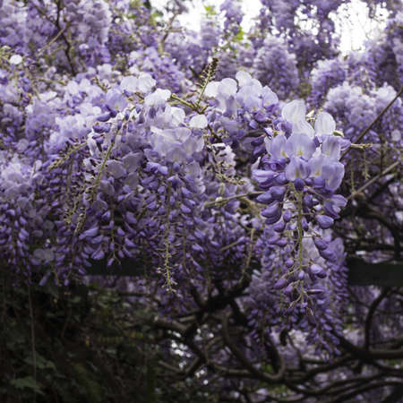 Blooming wisteria close-up. Delicate purple bunches of flowers on a defocused backgroundの写真素材