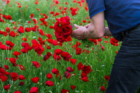 A man collects poppies with love against the background of a poppy field with many beautiful bright flowers. Hands with a bouquet close-up.の写真素材