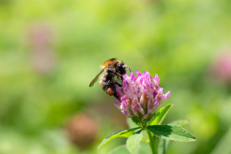 A bee collects nectar on a clover flower in a meadow. Blurred background. Insect close-upの写真素材