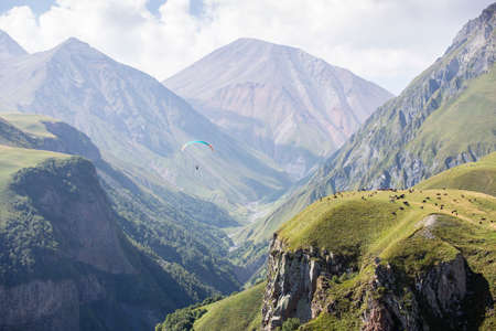 People on a paraglider fly over a mountain gorge with a river flowing along its bottom. A herd of cows grazes in an alpine meadow. Sunny weather with white cumulus clouds on the blue sky. Mountains landscape panorama.の写真素材