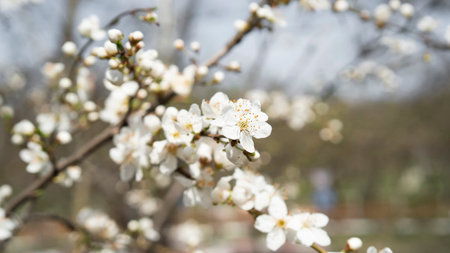 Blossoming branch of an apple tree. Petals and stamens of a flower close-up. sunny spring dayの写真素材