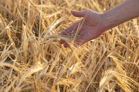 A man's hand touches drooping ripe wheat ears close-up. Harvest on agricultural field in sunlightの写真素材