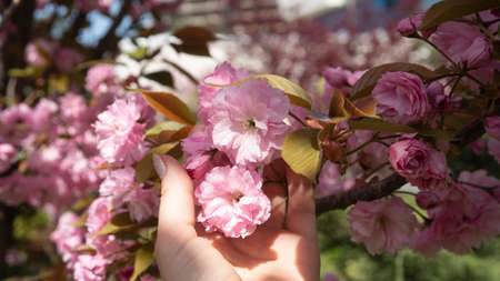 Female hand touching flowers on a sakura branch. Beautiful Japanese cherry blossom.の写真素材