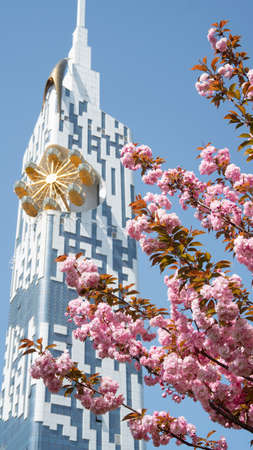 Blooming sakura tree against the blue sky and a high-rise building. Beautiful pale pink flowers covering the branches of Japanese cherryの写真素材