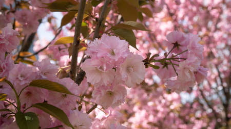 Cherry blossoms close-up against the backdrop of a blooming garden. Gently pink Japanese sakura flowersの写真素材