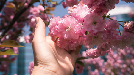Female hand touching flowers on a sakura branch. Beautiful Japanese cherry blossom.の写真素材