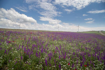 A meadow with blooming wild flowers against the backdrop of windmills on the horizon. White clouds in the blue sky. sunny dayの写真素材