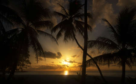 Sunset on a tropical island. Dark silhouettes of palm trees. Sunbeams through the clouds. Solar path on the surface of the seaの写真素材