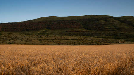 Wheat field at sunset. A mountain range on the horizon. Peaceful rural landscape. Autumn forest on the slopes of the hillの写真素材