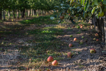 Apple orchard with ripe fruits. Sunlight on the trees, Large apples are delicious and juicy, ready...