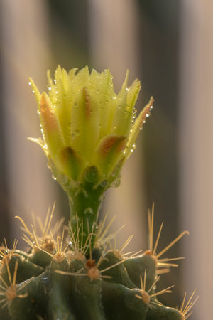 Bright yellow cactus flower in dew drops Closeup macro. Sun rays on the terrace