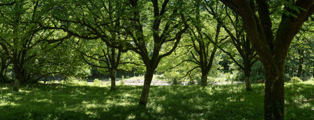 Deciduous forest with fluffy green grass panorama. Bright sunny day. A creek river flows through a...