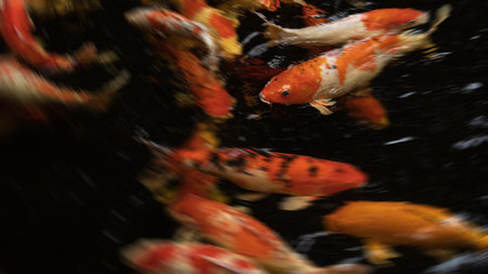 Decorative colorful fish swim in the pond. Dynamic movement in dark water. Bright scale pattern.の写真素材