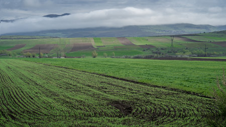 Panoramic view of plowed farmland with young green shoots in spring. Mountain range covered with clouds on the horizon.の写真素材