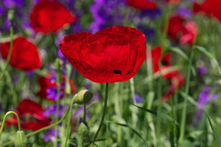 A vibrant red poppy stands out in a lush green meadow, surrounded by blurred purple wildflowers. The sunlight highlights the delicate texture of its petals, creating a vivid and serene natural scene.の写真素材