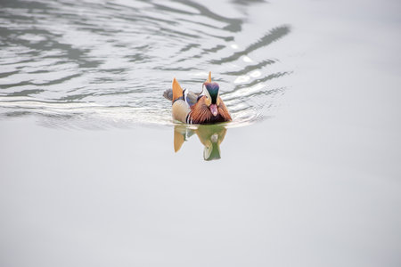 A vibrant mandarin duck floats gracefully on calm water, creating gentle ripples. Its colorful plumage reflects on the surface, adding beauty to the serene natural setting. A peaceful moment in wildlife.の写真素材