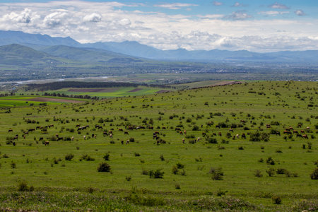 This picturesque Georgian landscape showcases rolling green hills dotted with grazing cattle, a lush valley stretching towards distant mountains, and a serene blend of nature and traditional rural life.の写真素材