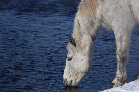A graceful white horse drinks from a calm river under the clear winter sun. Surrounded by snow and serene blue water, the tranquil scene captures the essence of nature's beauty, peace, and simplicity.の写真素材