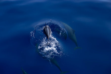 A pod of dolphins gracefully swims through the deep blue ocean, creating ripples and splashes. The serene water and their dynamic movements highlight the beauty of nature, perfect for an unforgettable travel experienceの写真素材