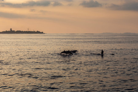A pod of dolphins leaps joyfully in the serene ocean, creating splashes against the backdrop of a calm horizon. The tranquil setting, coupled with the dynamic marine life, captures the essence of travel and adventure.の写真素材