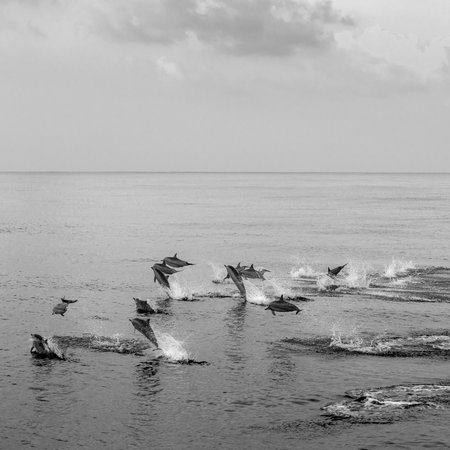 A pod of dolphins leaps joyfully in the serene ocean, creating splashes against the backdrop of a calm horizon. Black and white dynamic imageの写真素材