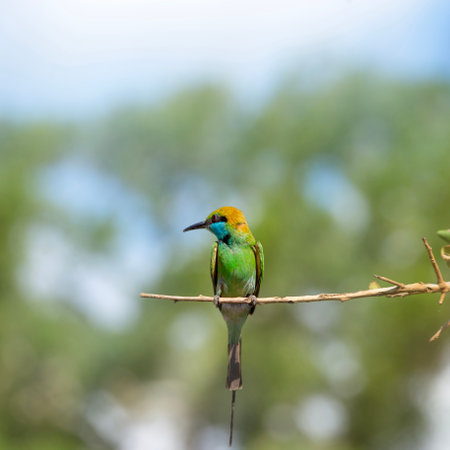 A vibrant green bird with a blue throat and red eyes perches gracefully on a thin branch against a blurred green background. Its long tail feathers and delicate pose add to the serene, tropical setting.の写真素材