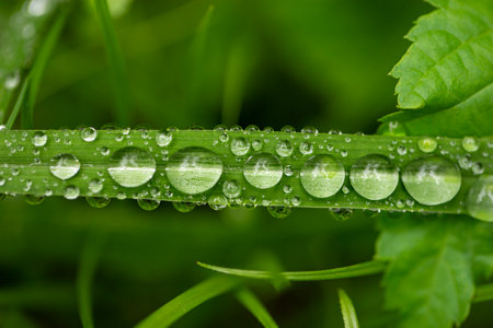 A close-up of a green blade of grass adorned with crystal-clear water droplets, reflecting light beautifully. The vibrant greenery and delicate drops evoke a sense of freshness, purity, and natural tranquilityの写真素材
