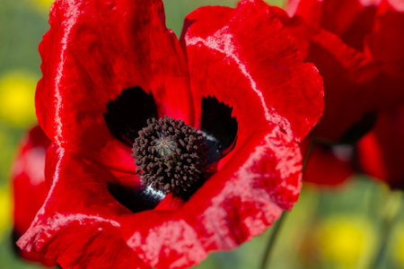 A stunning close-up of a red poppy in full bloom, with delicate petals, a dark center, and intricate details. Sunlight highlights the vibrant colors, creating a striking contrast against the blurred green and yellow backgroundの写真素材
