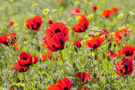 A vibrant close-up of red poppies with black markings blooming in a sunlit meadow, surrounded by green grass and yellow wildflowers. The petals glow under the sunlight, creating a striking contrast with the foliageの写真素材