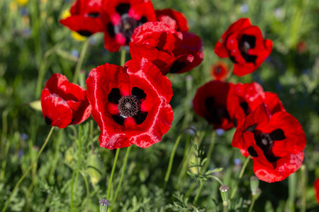 A vibrant close-up of red poppies with black markings blooming in a sunlit meadow, surrounded by green grass and yellow wildflowers. The petals glow under the sunlight, creating a striking contrast with the foliageの写真素材