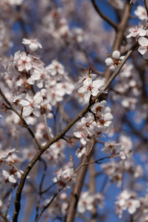 A springtime scene with white cherry blossoms blooming on dark tree branches against a vivid blue sky. The soft focus background enhances the delicate beauty of the flowers, creating a peaceful and natural atmosphereの写真素材