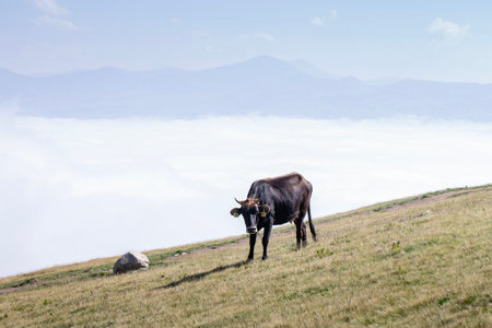 A brown cow with horns stands on a grassy mountain slope under a clear blue sky, surrounded by clouds that blanket the valley below, creating a serene and peaceful rural highland atmosphere.の写真素材