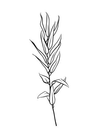 A branch of eucalyptus. Contour drawing by hand. Doodle style.のイラスト素材