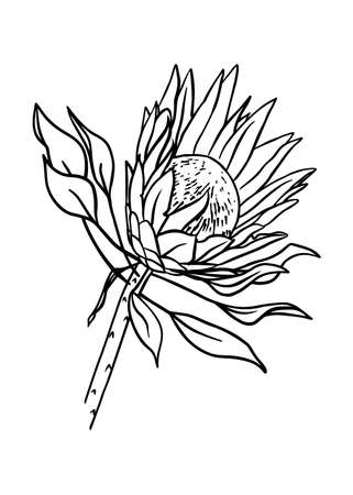 Outline of the protea bud. Vector isolated clipart. Botanical design.のイラスト素材