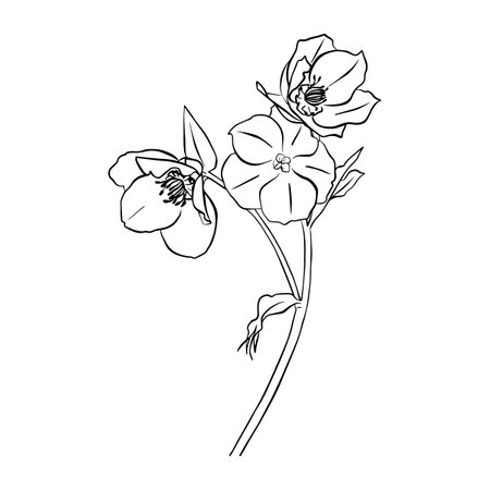 Vector illustration of hellebore. Doodle style. Suitable for design, printing, decoration, textiles, paper and colorings.のイラスト素材