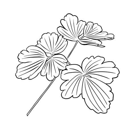 Outlines of aquilegia leaves. Vector isolated clipart.のイラスト素材