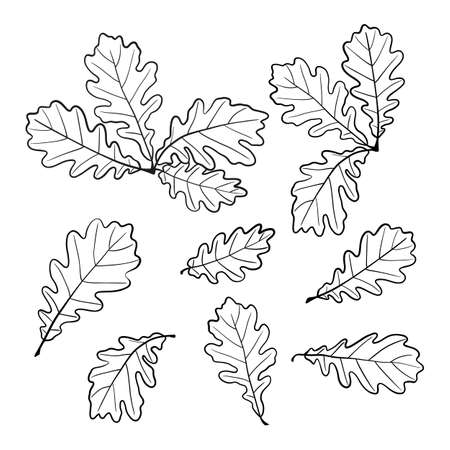 A set of drawings of oak leaves in the doodle style. Vector. A design element for your creativityのイラスト素材