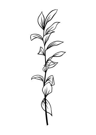 Outlines of Ruscus leaves. Vector isolated clipart. Minimal monochrome hand-drawn botanical design.のイラスト素材