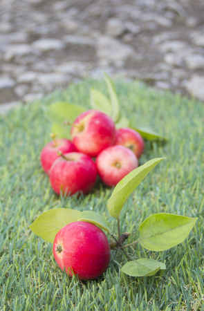 red apples lie on the green grassの写真素材