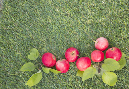 red apples lie on the green grassの写真素材