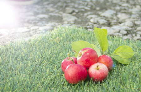 red apples lie on the green grassの写真素材