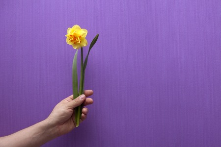 A man's hand holds a flower. Spring flowers daffodils.の写真素材